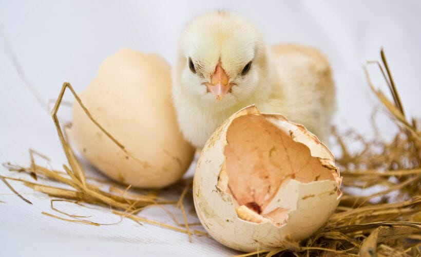 She thought her hen had laid this tiny egg, but what hatched from it amazed her