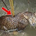 Jaguar nie chciał się ruszyć przez trzy dni – kiedy ratownicy zajrzeli pod spód, zamarli z przerażenia ➤ Buzzday.info