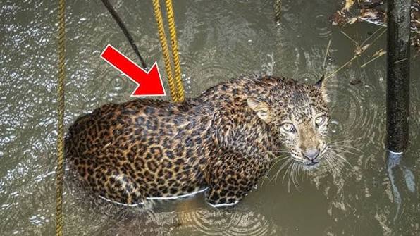 Jaguar nie chciał się ruszyć przez trzy dni – kiedy ratownicy zajrzeli pod spód, zamarli z przerażenia ➤ Buzzday.info