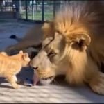 A Tiny Cat Walked Right Up to a Lion — What Happened Next Shocked Everyone Watching ➤ Buzzday.info