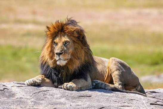 A Tiny Cat Walked Right Up to a Lion — What Happened Next Shocked Everyone Watching