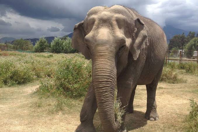 An elephant refuses to leave a tree—when a ranger climbed up and saw THIS, he called the police