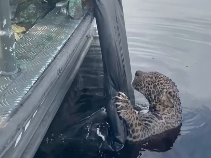 Jaguar nie chciał się ruszyć przez trzy dni – kiedy ratownicy zajrzeli pod spód, zamarli z przerażenia