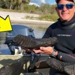 Florida Diver Thought He Found an Old Tree Trunk, Turns Pale When Experts Reveal What It Is ➤ Buzzday.info