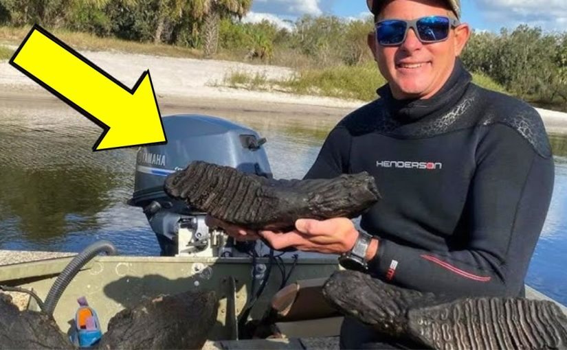 Florida Diver Thought He Found an Old Tree Trunk, Turns Pale When Experts Reveal What It Is ➤ Buzzday.info