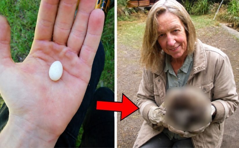 She thought her hen had laid this tiny egg, but what hatched from it amazed her ➤ Buzzday.info