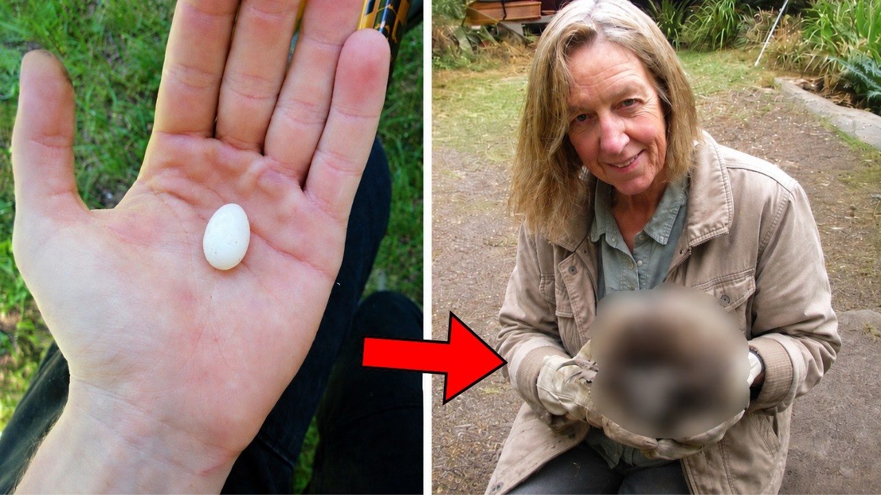 She thought her hen had laid this tiny egg, but what hatched from it amazed her ➤ Buzzday.info