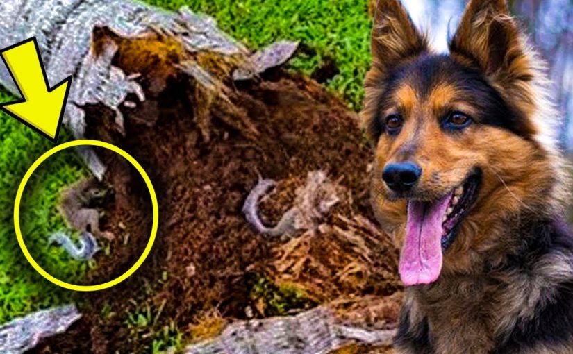 Ex cane poliziotto continua ad abbaiare a un albero, il padre trova molto più di un semplice pezzo di legno al suo interno ➤ Buzzday.info