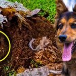 Ex Police Dog Keeps Barking At Tree, Dad Finds A Lot More Than Wood Inside ➤ Buzzday.info