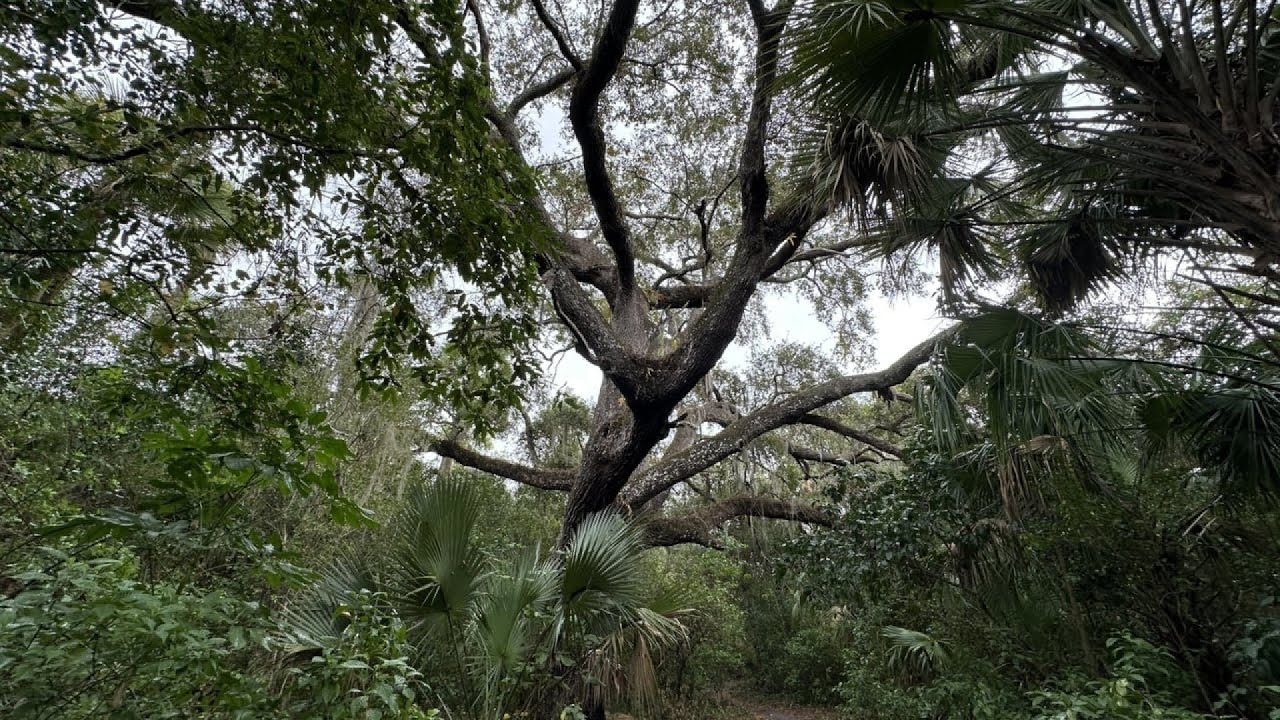 Florida Diver Thought He Found an Old Tree Trunk, Turns Pale When Experts Reveal What It Is