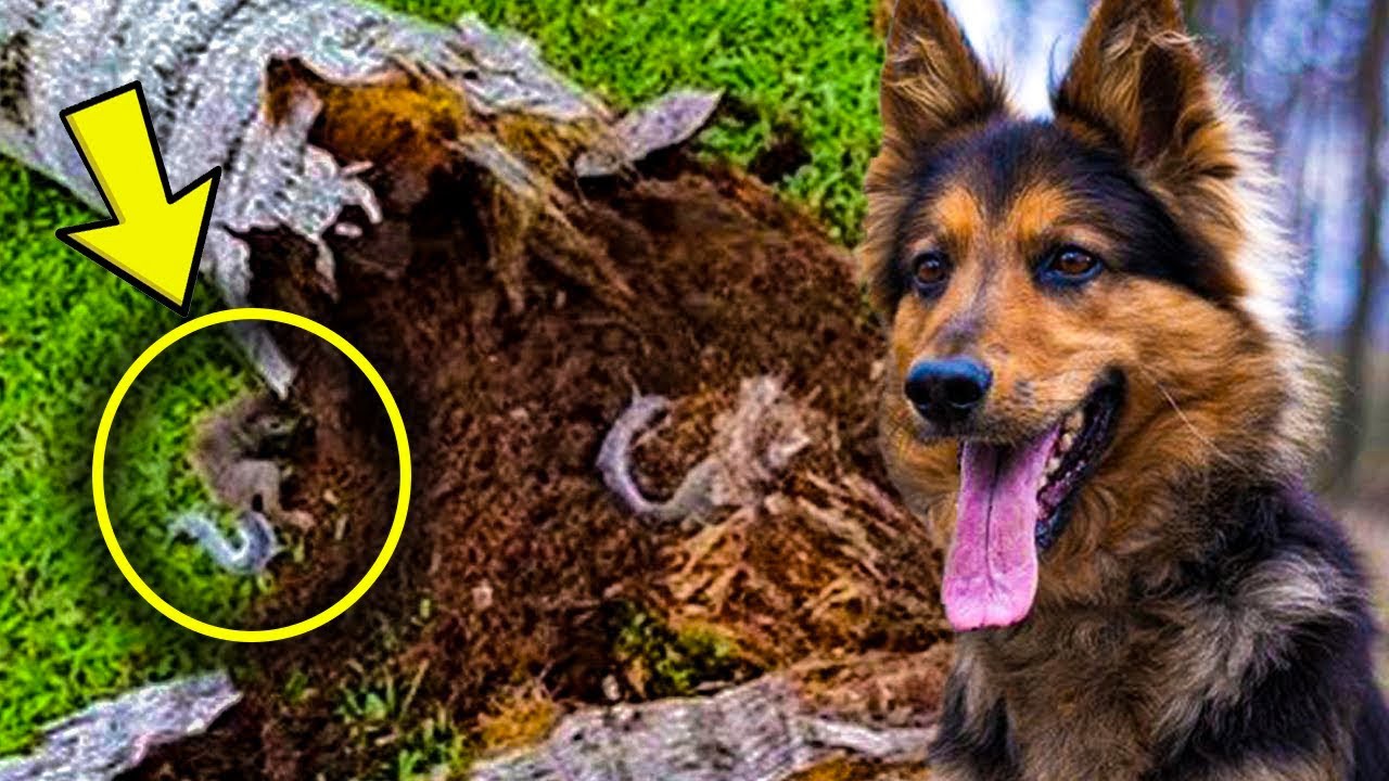 Ex Police Dog Keeps Barking At Tree, Dad Finds A Lot More Than Wood Inside ➤ Buzzday.info