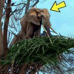 An elephant refuses to leave a tree—when a ranger climbed up and saw THIS, he called the police ➤ Buzzday.info