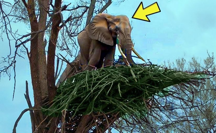 An elephant refuses to leave a tree—when a ranger climbed up and saw THIS, he called the police ➤ Buzzday.info