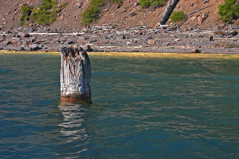 Florida Diver Thought He Found an Old Tree Trunk, Turns Pale When Experts Reveal What It Is