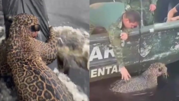 Jaguar nie chciał się ruszyć przez trzy dni – kiedy ratownicy zajrzeli pod spód, zamarli z przerażenia