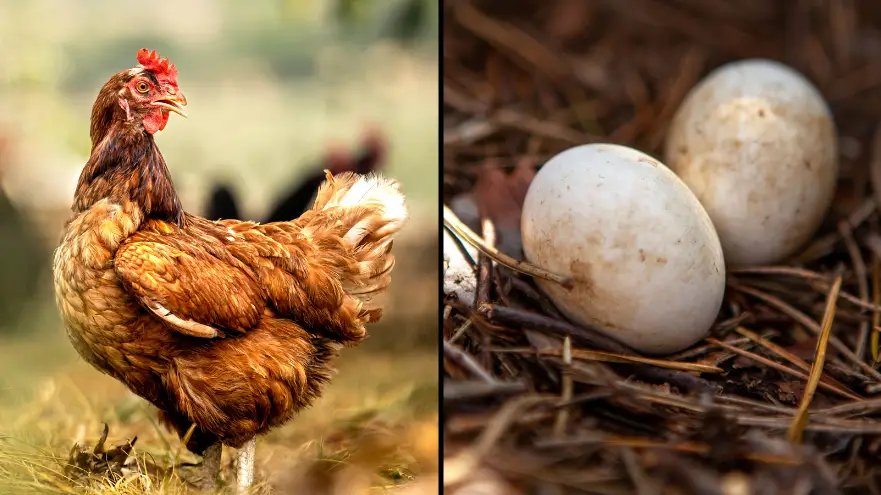 Which came first—the chicken or the egg? Scientists have finally settled the debate