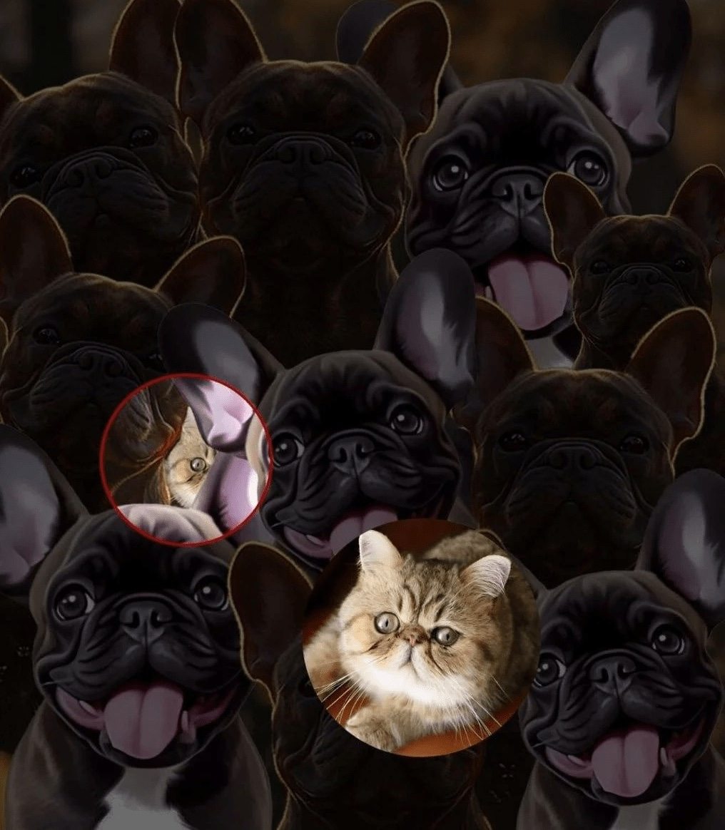 You’re a genius if you find the cat among the dogs – a test of your attentiveness!