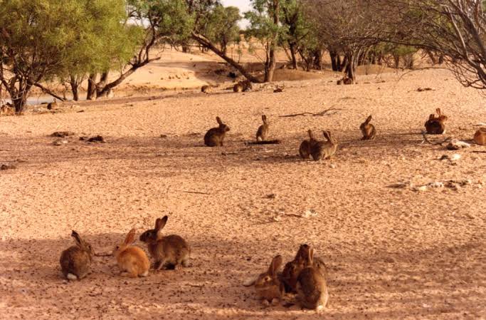W Australii żyją setki milionów dzikich królików. Dlaczego nie są one powszechnie spożywane?