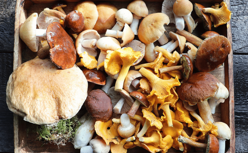 Mushrooms Costing More Than a Car: The World’s 5 Most Expensive Delicacies ➤ Buzzday.info