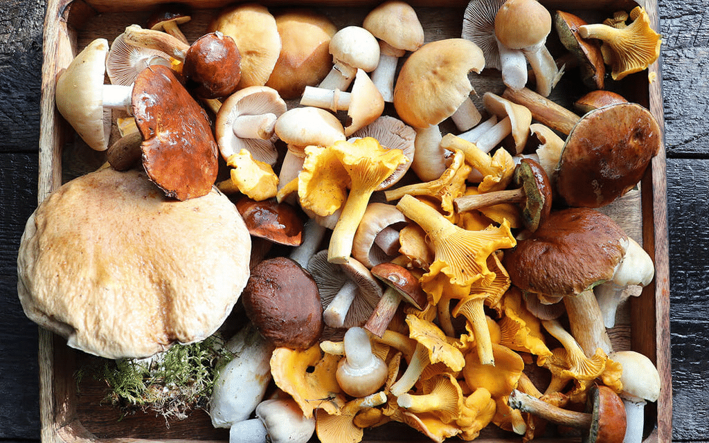 Mushrooms Costing More Than a Car: The World’s 5 Most Expensive Delicacies ➤ Buzzday.info