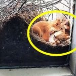 A woman spotted two squirrels by her window—but after a closer look, she immediately called the police ➤ Buzzday.info