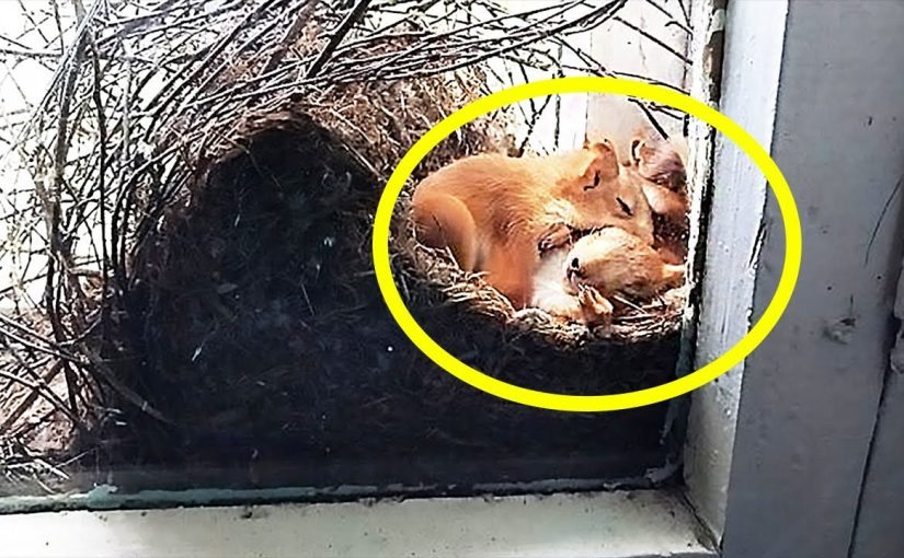 A woman spotted two squirrels by her window—but after a closer look, she immediately called the police ➤ Buzzday.info