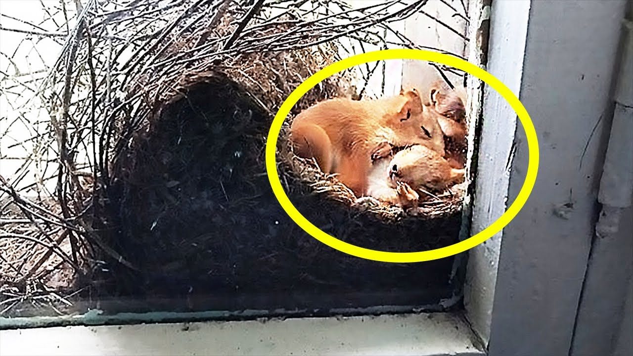 A woman spotted two squirrels by her window—but after a closer look, she immediately called the police ➤ Buzzday.info