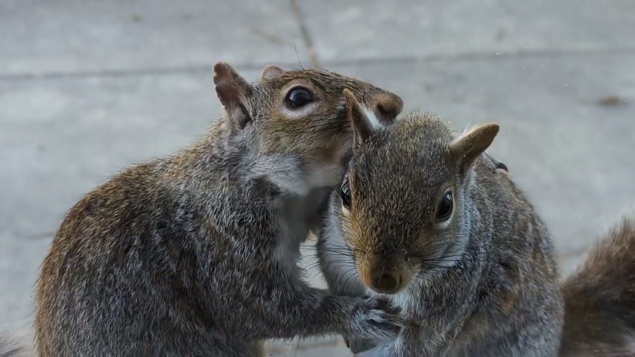 A woman spotted two squirrels by her window—but after a closer look, she immediately called the police
