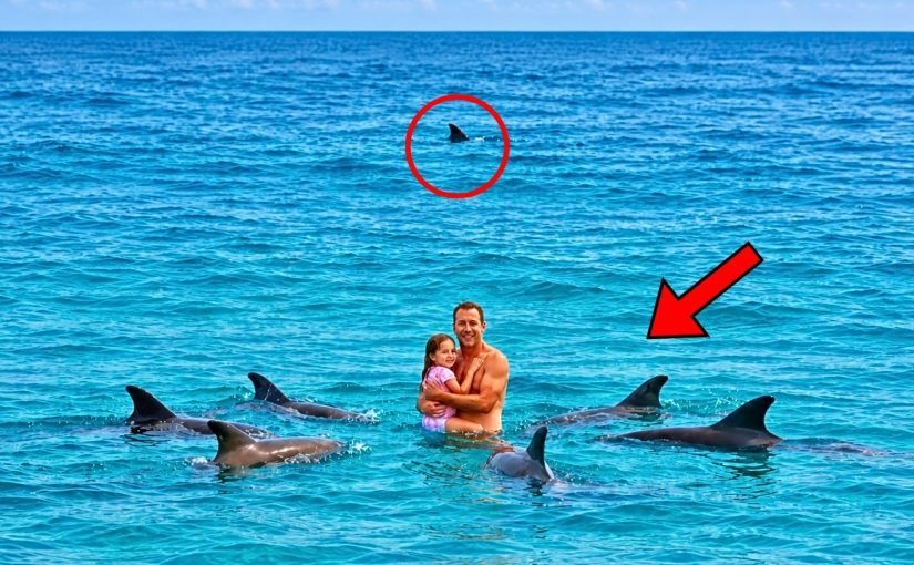 Dolphins Circle Swimmers and Refuse to Leave… Then Something Incredible Happens ➤ Buzzday.info