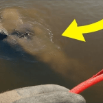 A Boy Found a Rope In The Lake, But When They Pulled It, a Man Shouted to Stop ➤ Buzzday.info