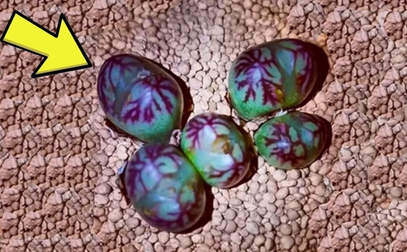 A girl found some strange eggs under her bed — the expert turned pale when he saw them ➤ Buzzday.info