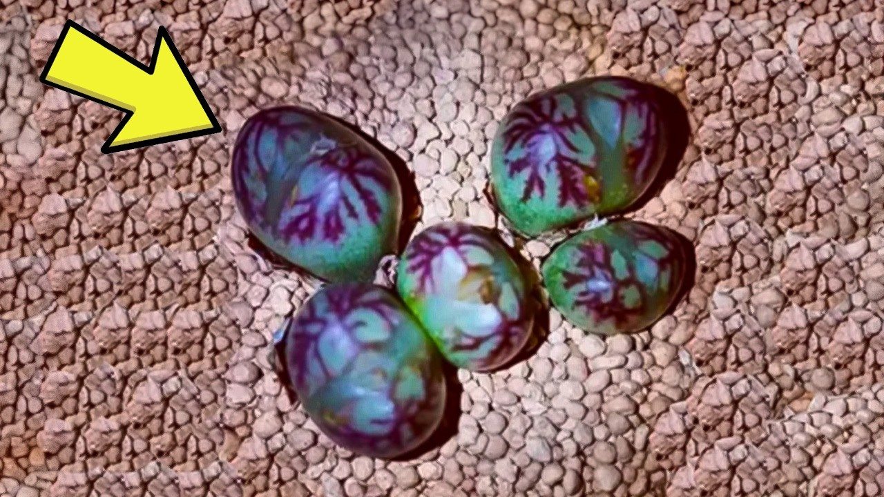 A girl found some strange eggs under her bed — the expert turned pale when he saw them ➤ Buzzday.info