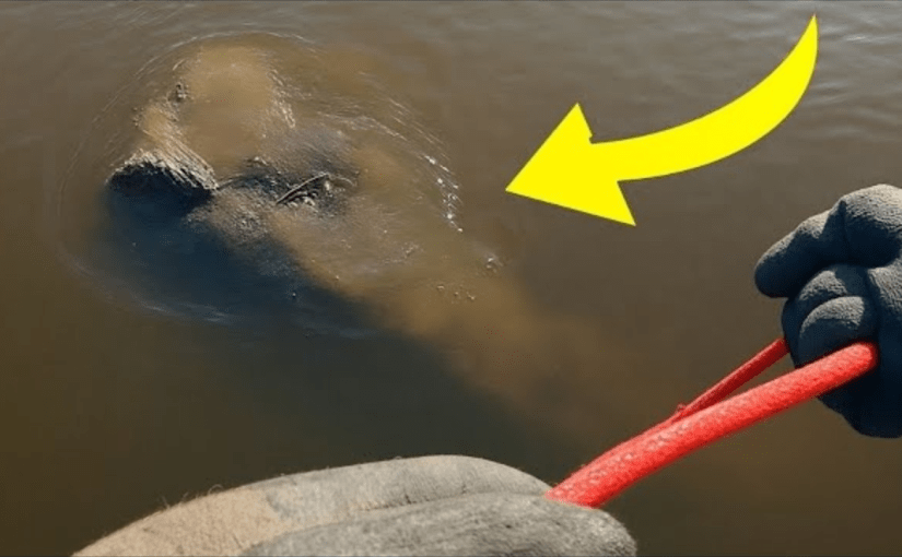 A Boy Found a Rope In The Lake, But When They Pulled It, a Man Shouted to Stop ➤ Buzzday.info