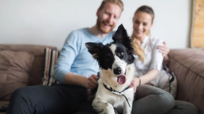 If Your Dog Is Over 7, Do This Every Night