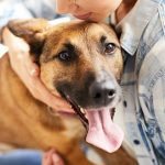 If Your Dog Is Over 7, Do This Every Night ➤ Buzzday.info