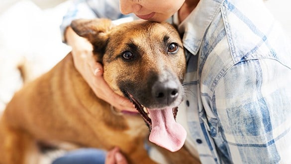 If Your Dog Is Over 7, Do This Every Night ➤ Buzzday.info