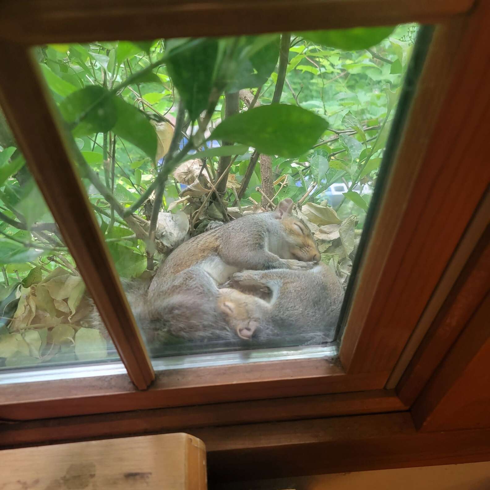 A woman spotted two squirrels by her window—but after a closer look, she immediately called the police