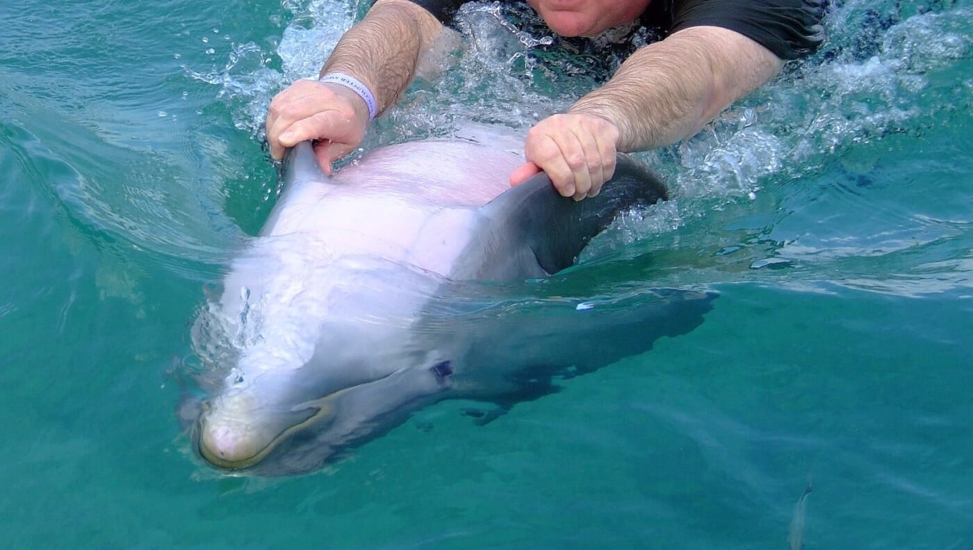 Dolphins Circle Swimmers and Refuse to Leave… Then Something Incredible Happens