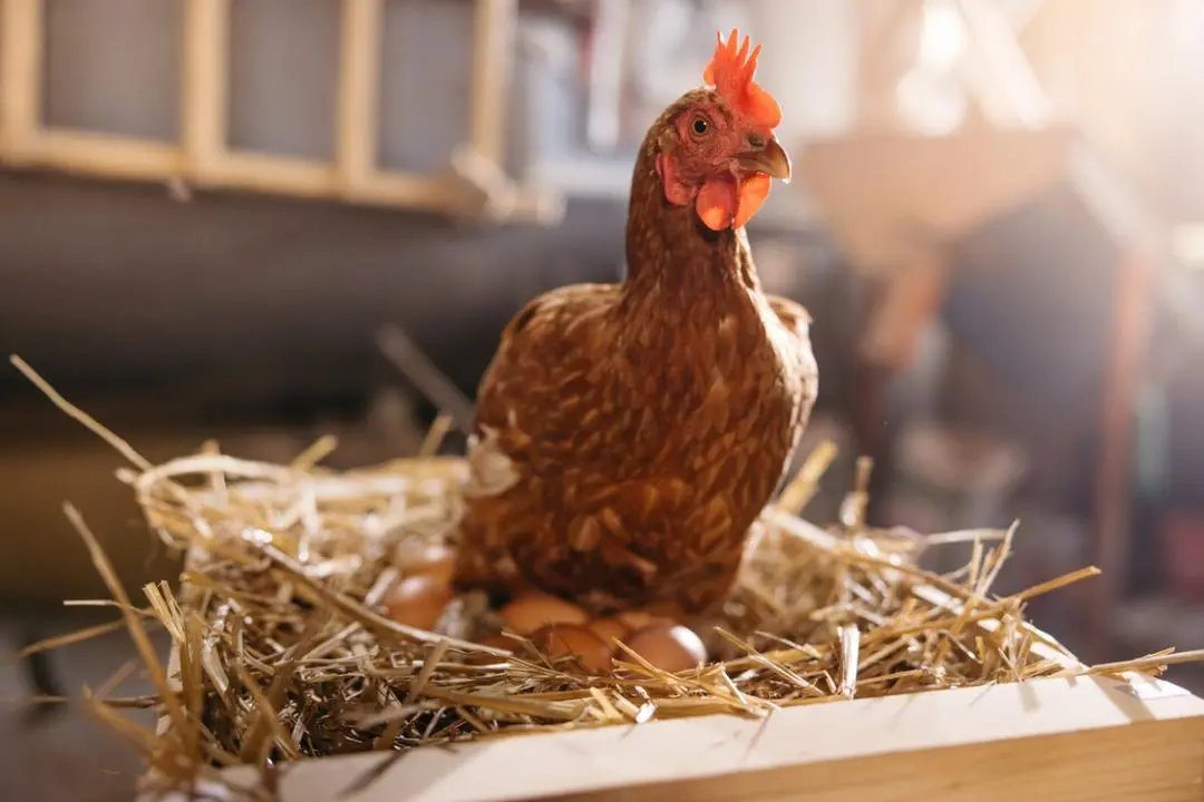 Which came first—the chicken or the egg? Scientists have finally settled the debate