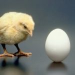 Which came first—the chicken or the egg? Scientists have finally settled the debate ➤ Buzzday.info