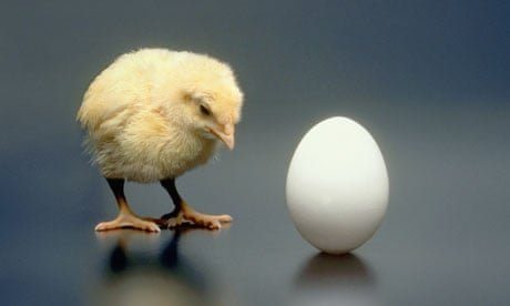 Which came first—the chicken or the egg? Scientists have finally settled the debate ➤ Buzzday.info