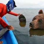 This bear was drowning in the ocean. You won’t believe what this bloke did ➤ Buzzday.info