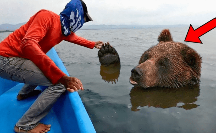 This bear was drowning in the ocean. You won’t believe what this bloke did ➤ Buzzday.info
