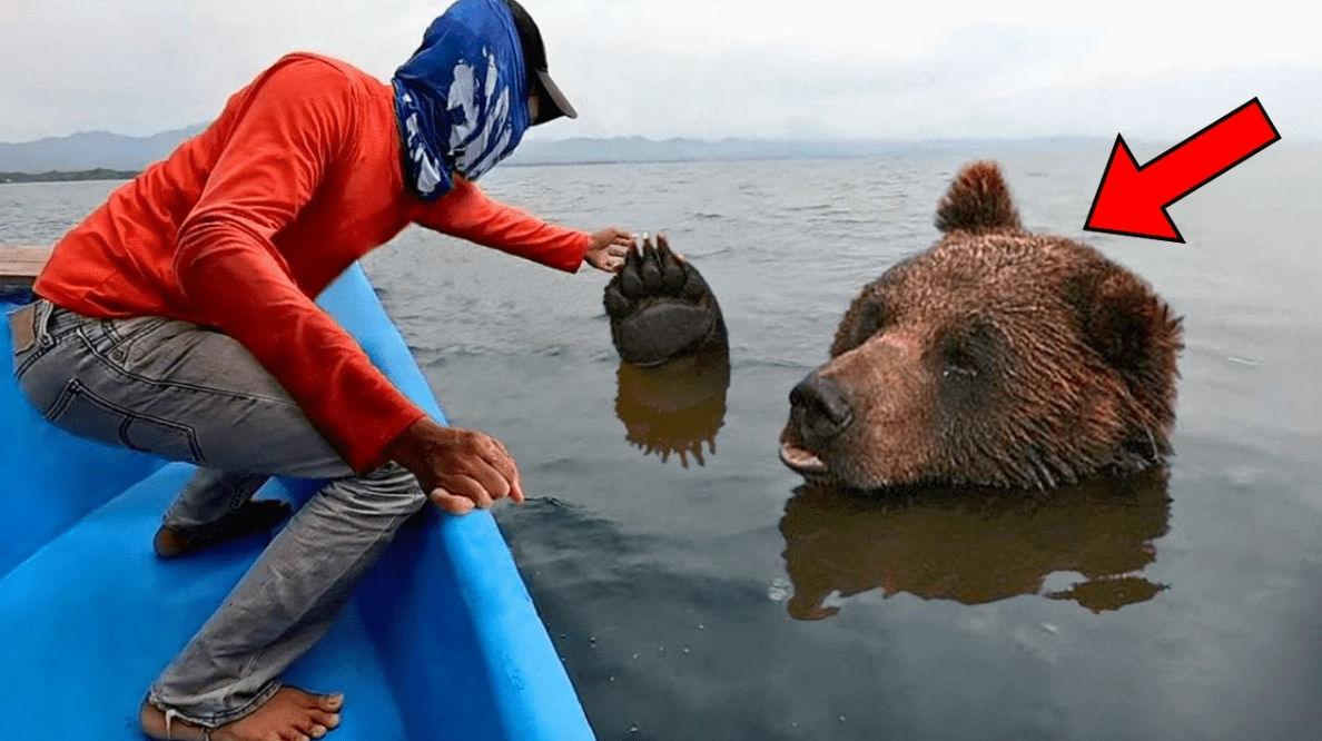This bear was drowning in the ocean. You won’t believe what this bloke did ➤ Buzzday.info