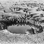 There are hundreds of millions of wild rabbits in Australia. Why aren’t they widely eaten? ➤ Buzzday.info