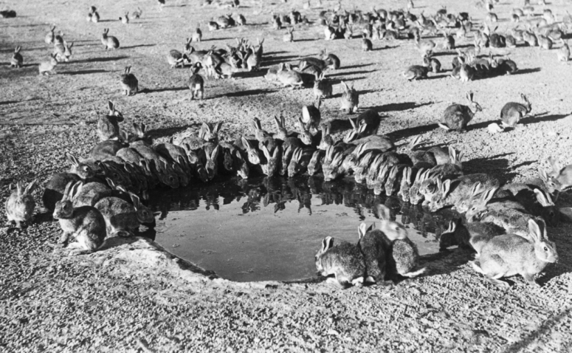 There are hundreds of millions of wild rabbits in Australia. Why aren’t they widely eaten? ➤ Buzzday.info