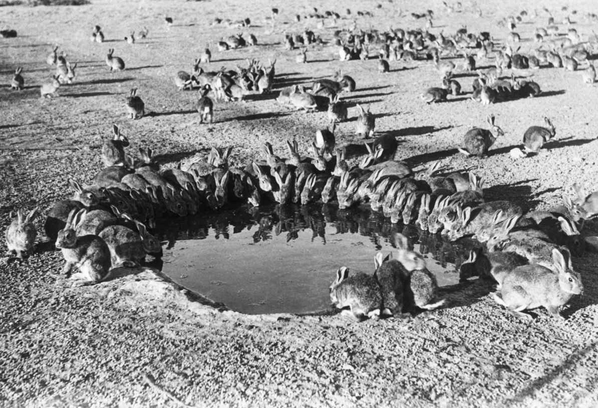 There are hundreds of millions of wild rabbits in Australia. Why aren’t they widely eaten? ➤ Buzzday.info