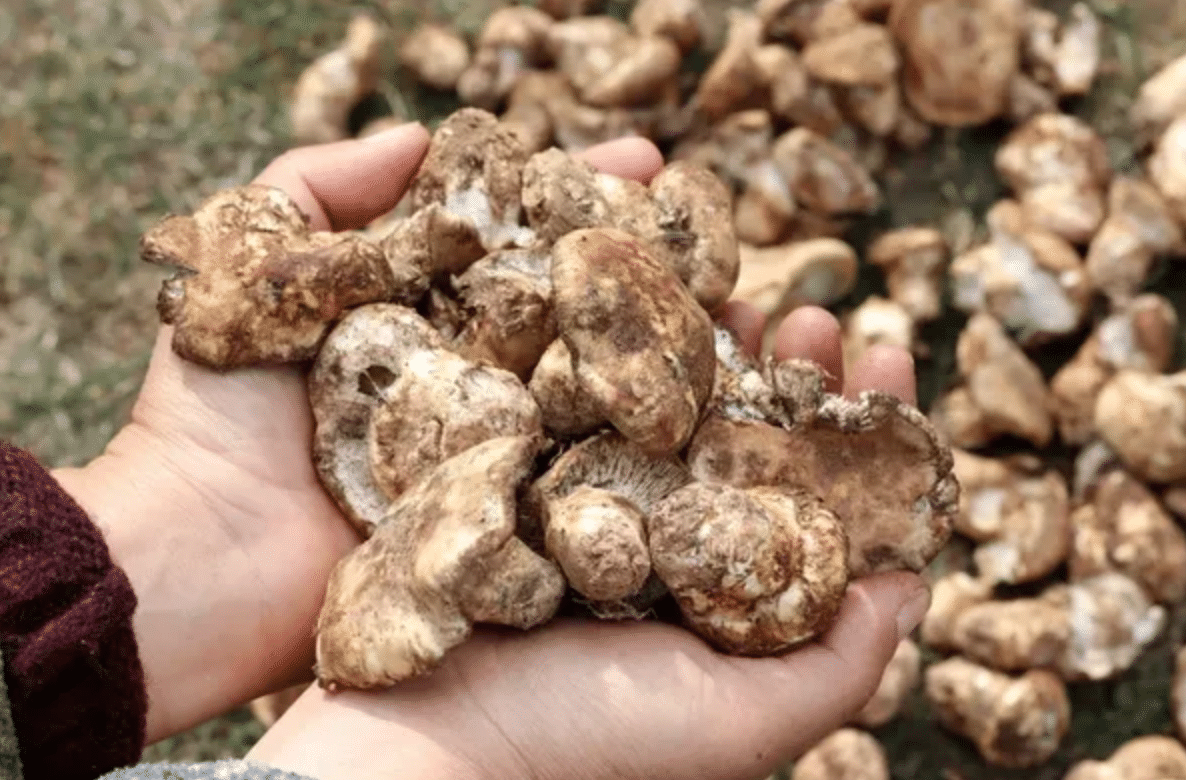 Mushrooms Costing More Than a Car: The World’s 5 Most Expensive Delicacies