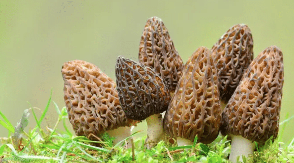 Mushrooms Costing More Than a Car: The World’s 5 Most Expensive Delicacies