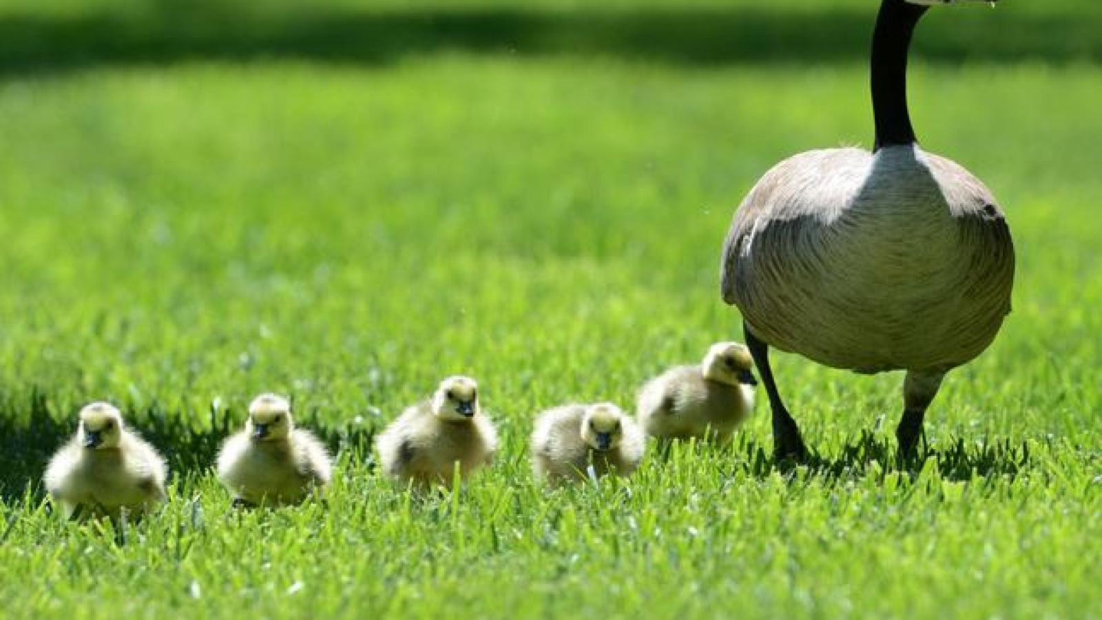 Mother Goose Approaches Police for Help – Then Officers See What She’s Trying to Show Them